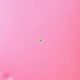Hồng