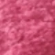 Rose Red With White Core