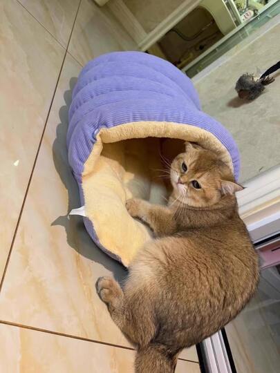 温暖半封闭式猫窝 | 洞穴式设计，可拆卸可水洗垫子，防滑底座，适合室内猫咪和小型犬，耐用涤纶面料，绿色/米色/紫色