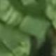 彩色