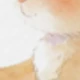 彩色