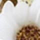 trắng