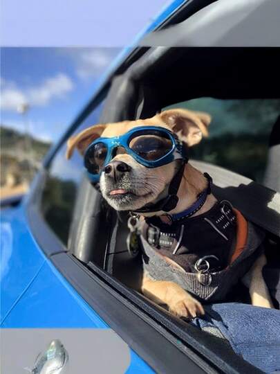 Foldable Pet Sunglasses Adjustable Air Hole Design Dogs Goggles Waterproof Windproof Cat Glasses Photography Prop