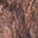 Nâu/quần