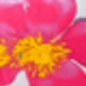 彩色
