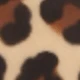 Estampado de leopardo -