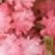 Hồng