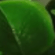 Quả xanh