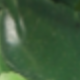 兔子圈花環