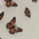 MultiWarna