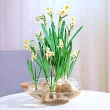 1/2 chiếc bể cá trong suốt, bình hoa, bể cá Betta tròn bằng nhựa 0,74 gallon và chậu trồng thủy canh, hộp đựng cây thủy sinh, chậu hoa thủy tiên, bình hoa miệng rộng 7,8 inch dùng cho cây không khí, cây mọng nước, trang trí bàn tiệc cưới, trang trí nhà cửa. - 1PC - Xem 6
