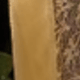 Champán