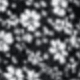 Black Floral