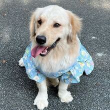 1 chiếc váy hoa nhí cho chó cỡ lớn, váy hoa màu hồng dễ thương phù hợp với chó Golden Retriever, Samoyed, Labrador và các giống chó lớn khác. - Màu xanh lam - Xem 4