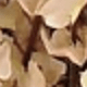 màu nâu