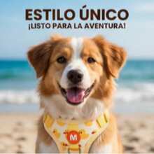 Conjunto de arnés y correa para perros con estampado de patos de dibujos animados, collar y correa ajustables para cachorros, arnés para gatos. - Amarillo - Ver 5