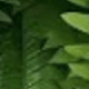 綠色