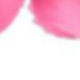 Rose vif