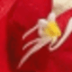彩色