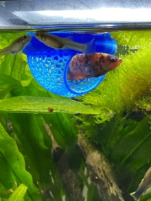 1 chiếc nhà cá nổi - Nhà cá có cửa vòm, thích hợp cho cá Betta, cá Guppy và cá Vàng - Bể cá mini cho bể cá nhỏ, chậu cá và ao - Tiết kiệm không gian, dễ vệ sinh, không cần điện. - Thủy cung hạnh phúc - Xem 7