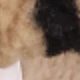 كاكي