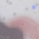 trắng