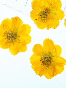 12pcs Safflower Dried Flowers, Pressed Flowers Wholesale For Photo Frame, Table Lamp, Bookmark, Plant Specimen, Handmade DIY Materials - 12pcs - View 9