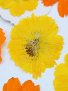 12pcs Safflower Dried Flowers, Pressed Flowers Wholesale For Photo Frame, Table Lamp, Bookmark, Plant Specimen, Handmade DIY Materials - 12pcs - View 7
