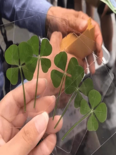 2 piezas de flores secas de trébol de cuatro hojas, materiales DIY: flores prensadas reales, especímenes de plantas, marcadores de libros de flores prensadas, decoraciones faciales