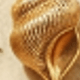 Amarillo Oro