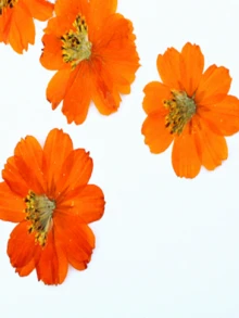 12pcs Safflower Dried Flowers, Pressed Flowers Wholesale For Photo Frame, Table Lamp, Bookmark, Plant Specimen, Handmade DIY Materials - 12pcs - View 8