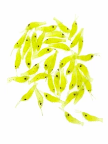50pcs 3CM Soft Shrimp Fishing Lures, Soft Bait For Largemouth Bass, Freshwater Fishing Tackle Accessories - Multicolor - View 10