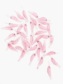 50pcs 3CM Soft Shrimp Fishing Lures, Soft Bait For Largemouth Bass, Freshwater Fishing Tackle Accessories - Multicolor - View 7