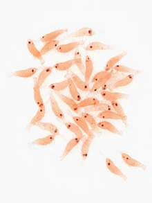 50pcs 3CM Soft Shrimp Fishing Lures, Soft Bait For Largemouth Bass, Freshwater Fishing Tackle Accessories - Multicolor - View 8