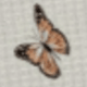 Butterflies 2