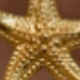 Estrella de mar dorada en 3D