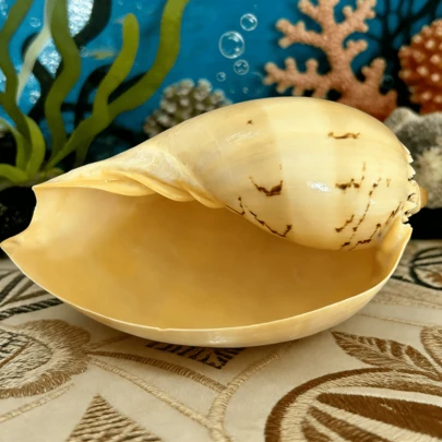天然大型贝壳，金色椰子壳家居装饰，水族箱景观装饰