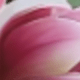 玫色