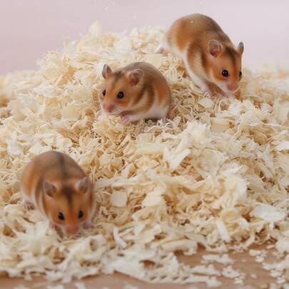 Hamster Specific Wood Shavings, Tiger Parrot And Cockatiel Specific Wood Shavings, Bedding, Sawdust And Other Various Small Pet Specific Wood Shavings.