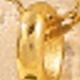 Amarillo Oro