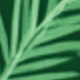 Cedarwood
