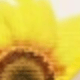 Mustard Yellow