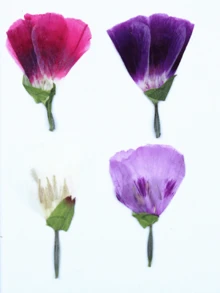 古代小型干花、压花DIY材料、植物标本、真花、手机壳、书签 - 32件 - 查看 7