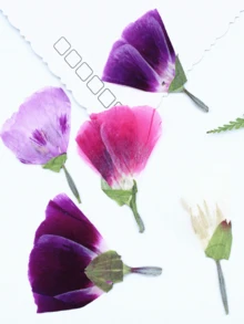 古代小型干花、压花DIY材料、植物标本、真花、手机壳、书签 - 32件 - 查看 6