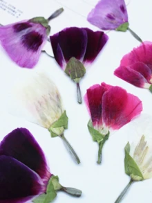 古代小型干花、压花DIY材料、植物标本、真花、手机壳、书签 - 32件 - 查看 4