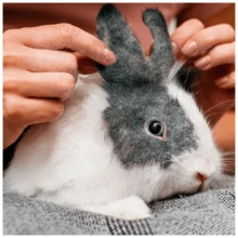 Polvo Para Baño Chinchilla Conejo Roedores 1.8k - Blanco - Ver 5