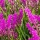Red Violet