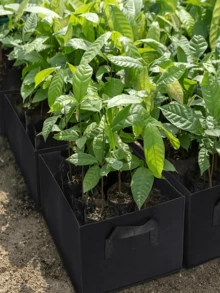 6pcs/4pcs/1pc Thickened Non-Woven Fabric Planting Bags With Handles, Suitable For Growing Vegetables, Flowers And Fruits, Can Be Used Indoor And Outdoor - Multicolor - View 5