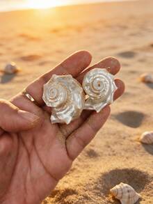 1pc Natural Seashell Pendant, Suitable For DIY Jewelry Making And Decoration, Can Be Used For Necklace, Earrings, Keychain - Conch - View 4