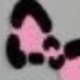 Negro 2